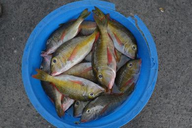 Fisheries policies urged to prioritise nutrition goals