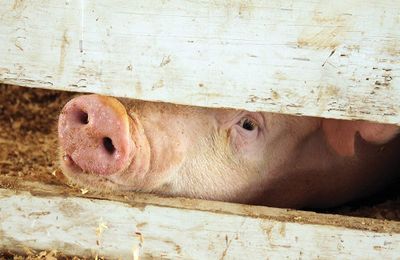 5 areas to focus on when moving to ABF pig production