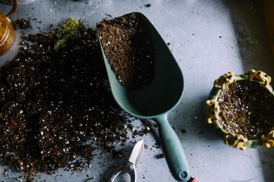 6 Ways To Fertilize Your Garden With Herbs