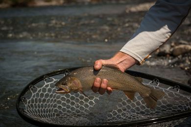 This Is Just To Slay (with apologies to William Carlos Williams)