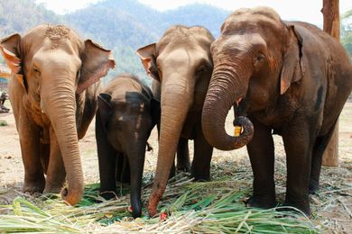 Chiang Mai: Elephant Do's and Don'ts