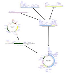 Creating cloning construction flowcharts in third party applications