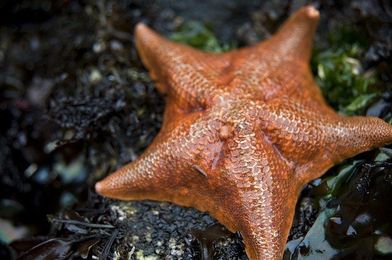 World Oceans Day: 9 Ways UC Davis Is Rescuing Oceans