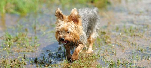 4 Tips on How to Repair & Prevent Flooded Lawns