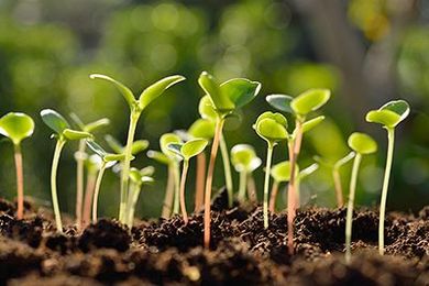 Weeds: Invasive Plant or Nutritional Powerhouse?