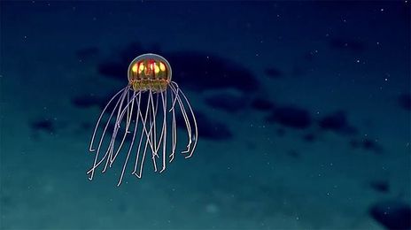 Scientists Discover A New and Rare Species of Jellyfish at a Depth of 2.3 Miles Beneath the Ocean Surface!