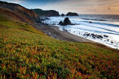 Go Wild with Native Gardening