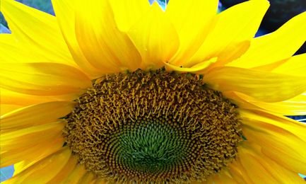 You Probably Just Shouldn’t Eat Anything With Sunflower Seeds In It For A While