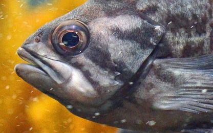 Why the ocean water along the Central Coast turned cold