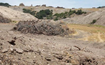 Winery application to build ag pond makes no mention of cutting oaks