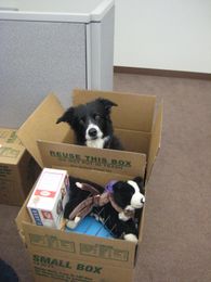 Four simple tips for moving your pet