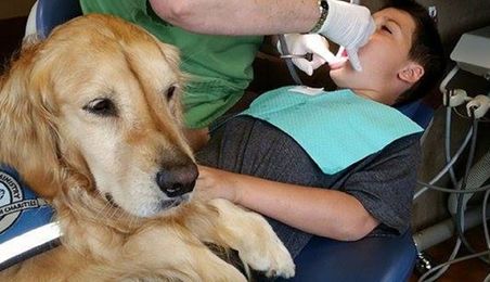 Dentist's Office Hires Cutest Assistant To Help Patients Relax