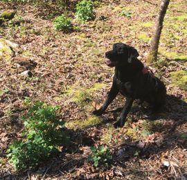 Garlic mustard detection dog may help King County find tricky noxious weed