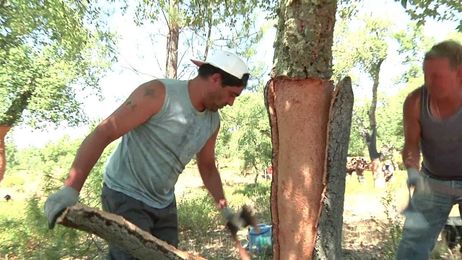 What Is Cork Made Of? Cork Harvesting