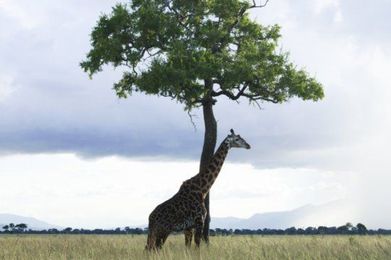 Remote sensing, forest inventories contribute to saving tropical forests