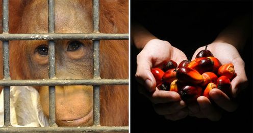 5 Important Reasons Why You NEED to Avoid Palm Oil!
