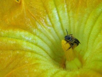 How squash agriculture spread bees in pre-Columbian North America
