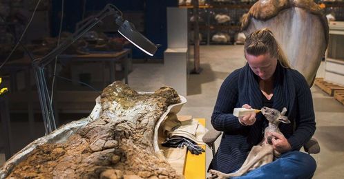 The women who clean dinosaur bones in the Australian outback