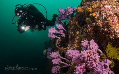 Proper weighting for dry suit diving