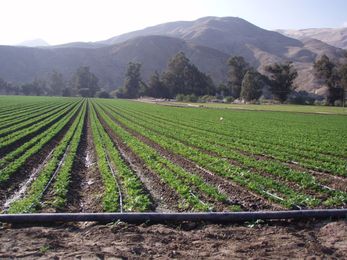 Drip Irrigation Systems Study Shows Dramatic Improvement Possible