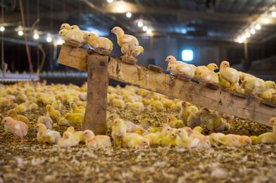 In Quest For Happier Chickens, Perdue Shifts How Birds Live And Die