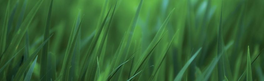 Tell the True Story About Lawns