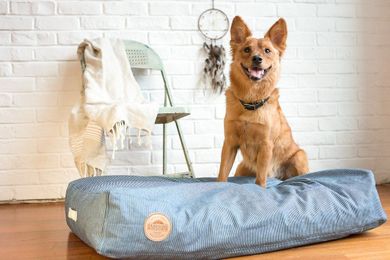 Green Living: How to make your pet-care regimen more Earth-friendly
