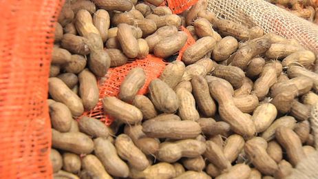 Famous For Boiled Peanuts, Hardy Farms Adds Roasting Operation