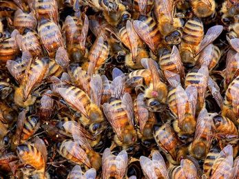 Honeybees Have Personalities (Sort Of)