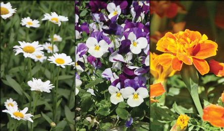 How to pick edible flowers
