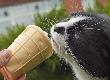 Do Cats Actually Get 'Brain Freeze' When They Eat Cold Treats?