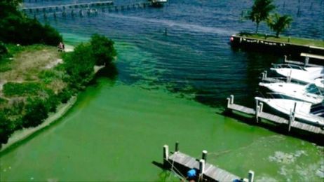 Is toxic algae moving to Central Florida?