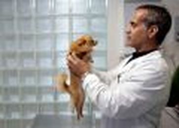 12 Behind-the-Scenes Secrets of Veterinarians