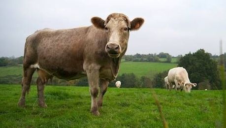 21 things you didn't know about cows