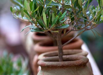 7 Trees You Can Grow Indoors