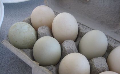 Everything You Need to Know About Duck Eggs