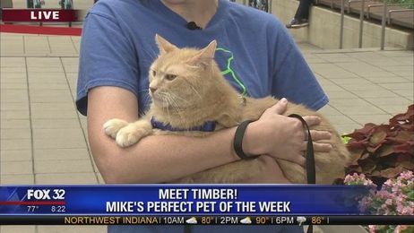 Mike's Perfect Pets: Timber