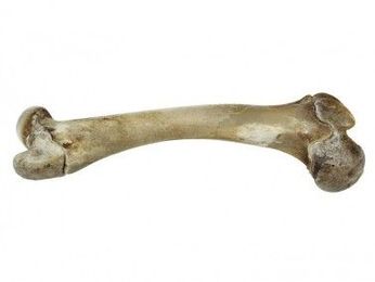  Next Big Thing: Buildings made of artificial bone