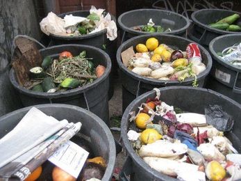 Stop the Carnage! No More Rotten Produce in the Garbage