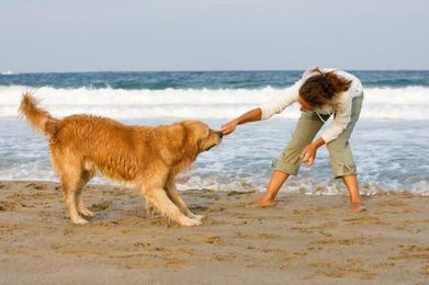 What Pet Parents Need to Know About Heatstroke in Pets