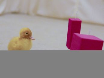 Ducklings make way for abstract thought, Oxford study finds