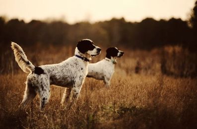 How to Train a Hunting Dog To Retrieve
