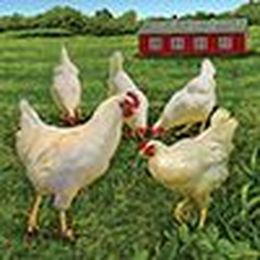 Care Tips for Healthy Hens