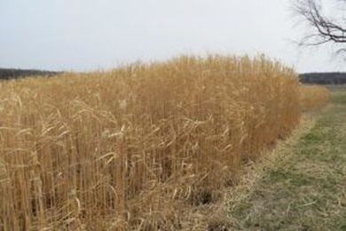 Study: Perennial grasses could reduce Gulf dead zone