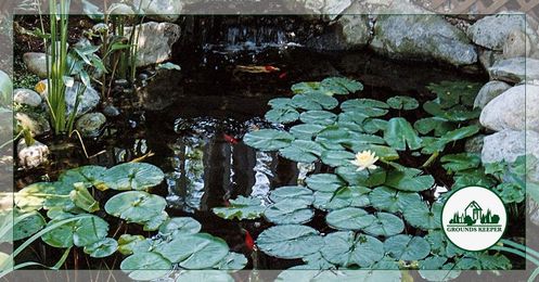 7 Common Pond Myths Busted