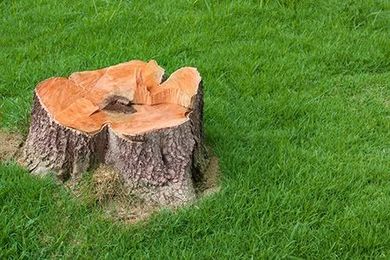 How To Remove a Tree Stump