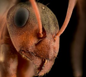 How To Keep Ants Out With Integrated Pest Management