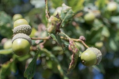20 Native North American Foods with Stories to Tell