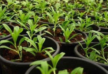 Container Gardening 101: Fertilizer