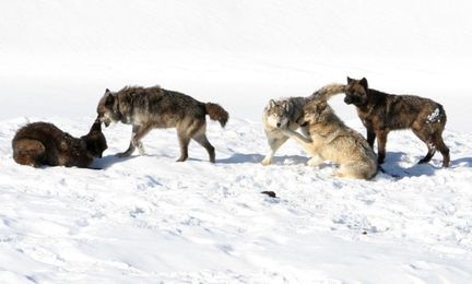 Dilemma: Protect Mutts or Just Purebreds